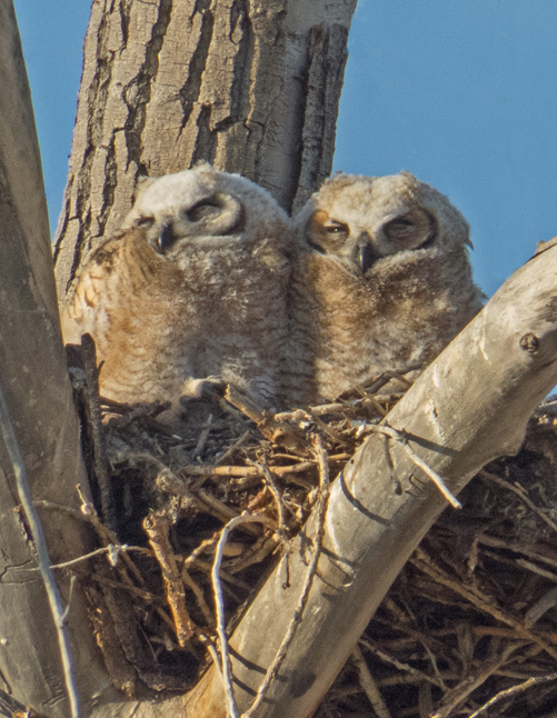 Great Horned Owl 1.jpg